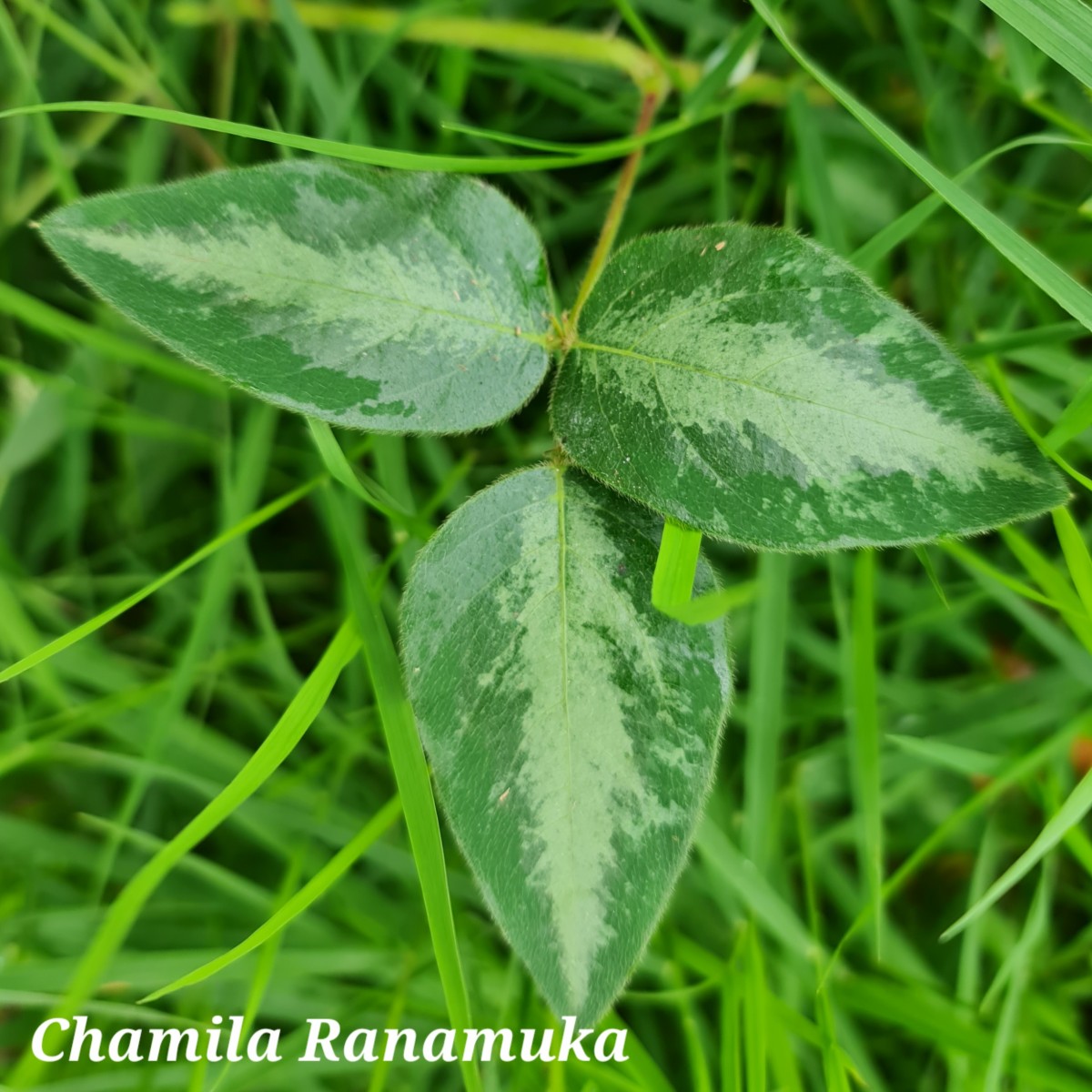 Desmodium uncinatum (Jacq.) DC.